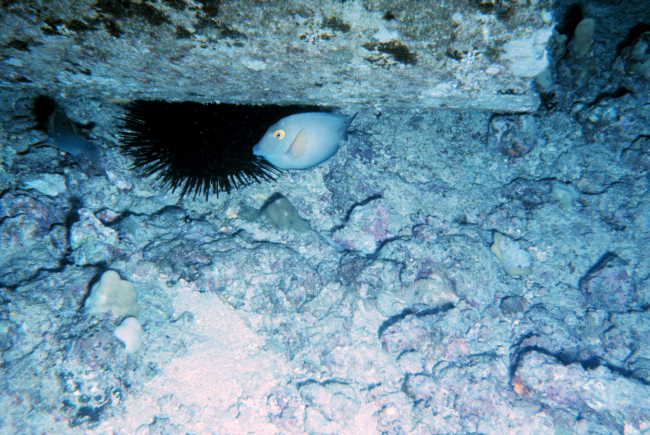 Ctenochaetus striogosus, surgeon fish and sea urchin, Echinothrix diadema