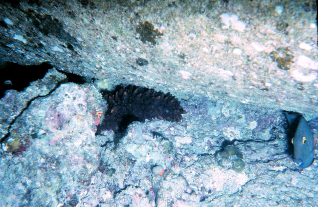 Sea Cucumber, Stichopus chloronotus, and Ctenochaetus striogosus, surgeon fish in typical habitat where pipe meets the bottom