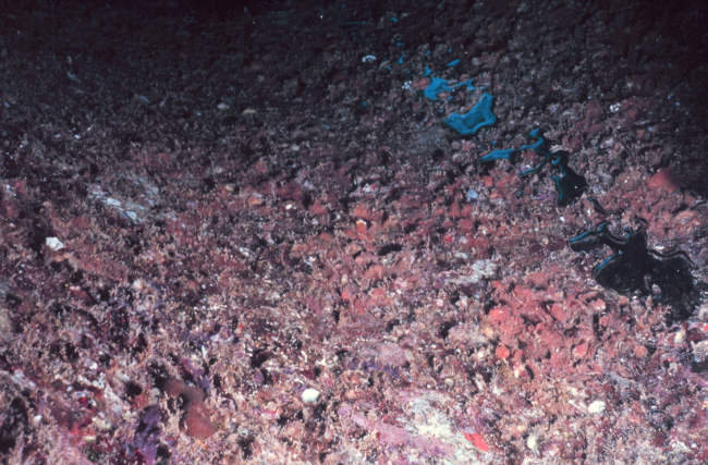 A typical invertebrate grouping found on the interior roof of the pipes consisting primarily of bryozoa, tunicates and sponges over the top of oyster shells