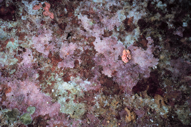 Corraline algae and a colony of ahermatypic(no zooxanthellae algae in tissues and non-reefbuilding) coral , pink, Tubastraea sp