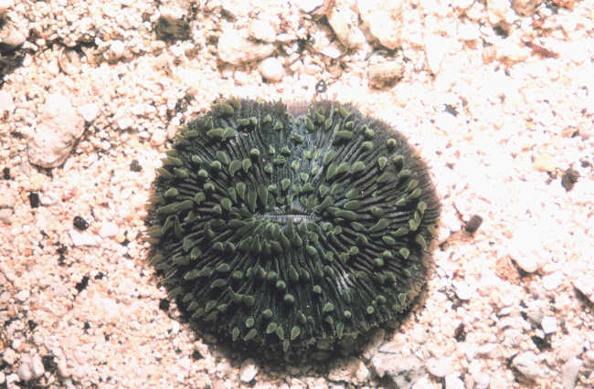 Large single polyp of Fungia scutaria