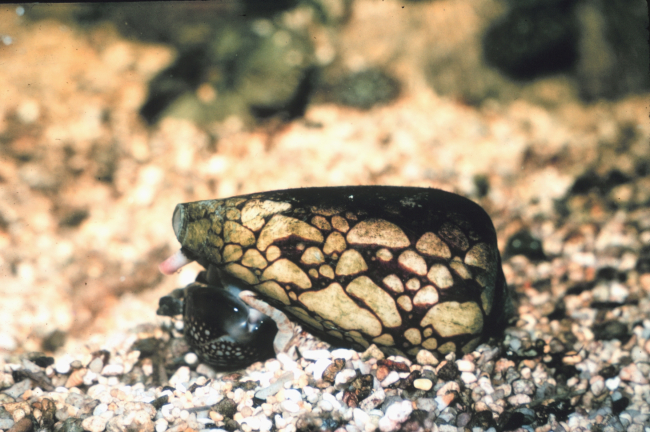 Cone shell, Conus marmoreus, feeding on cowrie, Cypraea caputserpensis