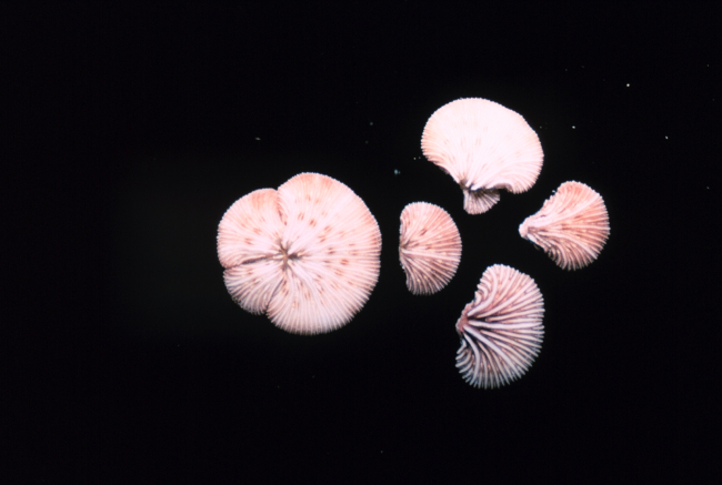 Picture of aberrant coral polpys of Fungia sp