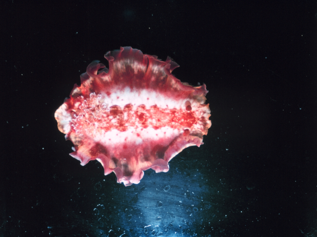 Full view of Hexabranchus sanguineus, a swimming nudibranch
