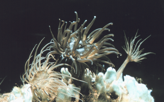 The anemone, Aiptasia sp