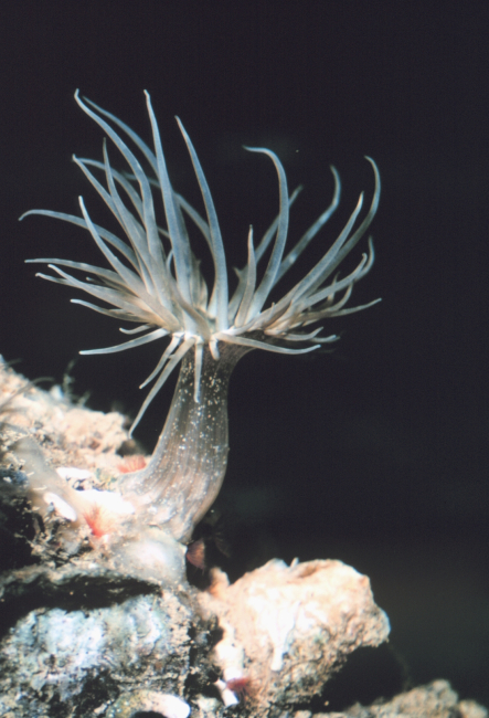 Closeup of the anemone, Aiptasia sp
