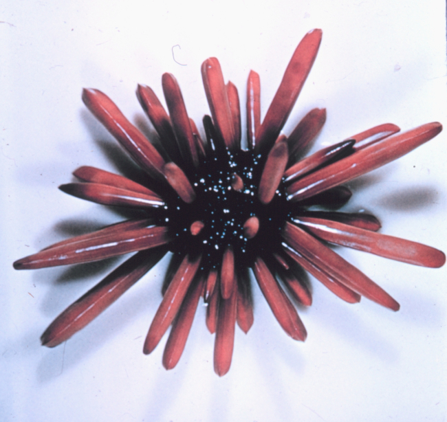 Dorsal view of the urchin, Heterocentrotus mammilatus