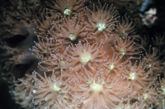 Closeup of live coral colony, polyps extended