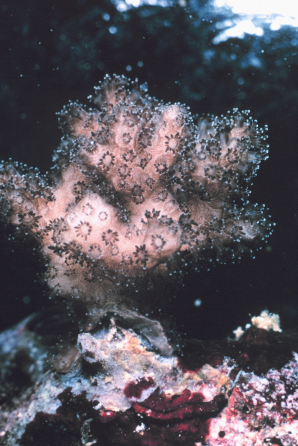 Closeup of live colony of Pocillopora damicornis, polyps extended