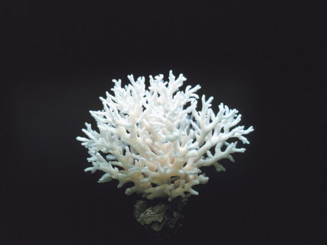 Skeleton of upright coral colony