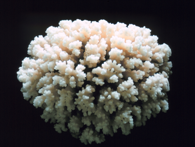 Skeleton of whole coral colony