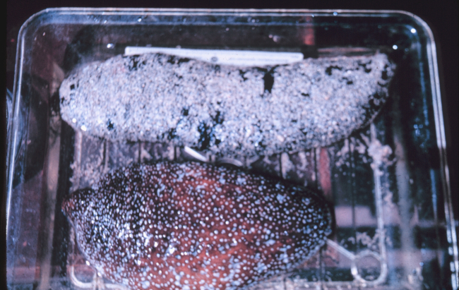 Holothurian( Sea cucumbers), in sample dish, whole organisms, live