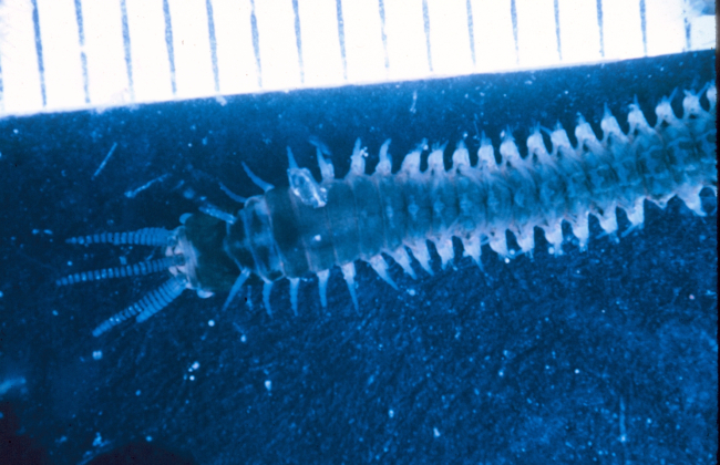 Polychaete worm, closeup of head region