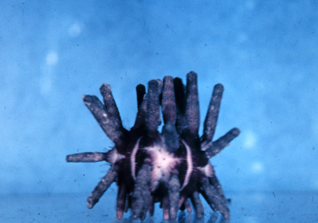 Sea urchin, Eucidaris metularia, live
