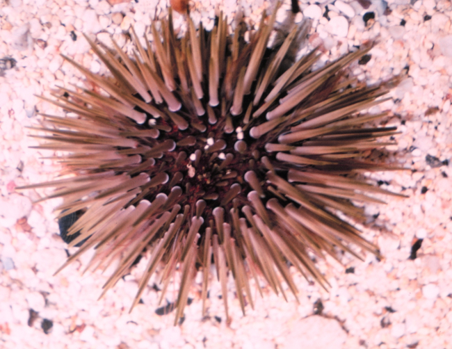 Echinometra mathaei, live on sand background
