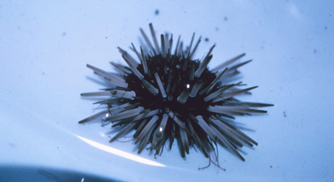Sea urchin with tube feet visible