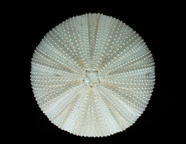 Sea urchin, dorsal view of test
