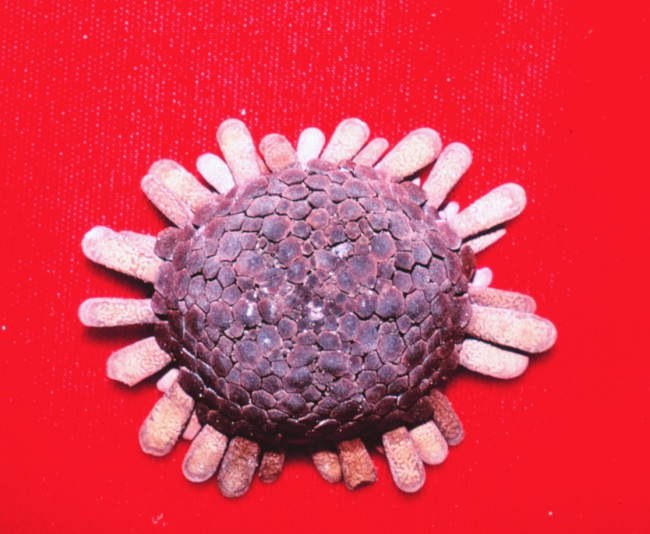 Sea urchin, Colocentrotus atratus, on red cloth background
