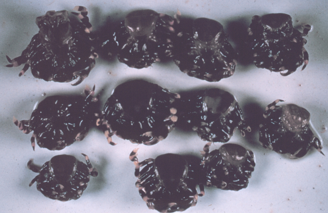 Small crabs taken from digestive system of sea cucumber