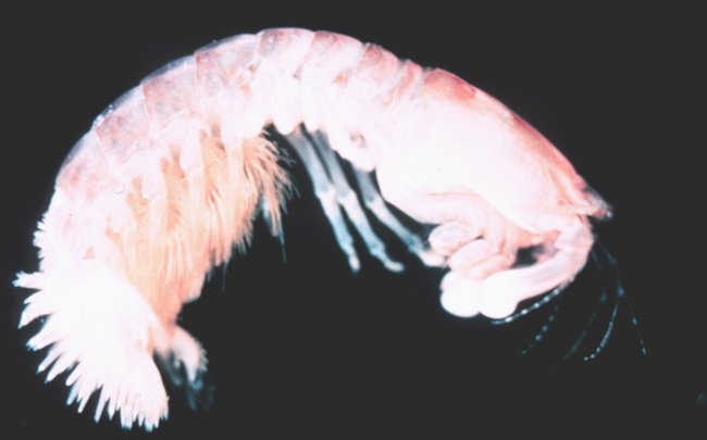 Zooplankton - amphipod