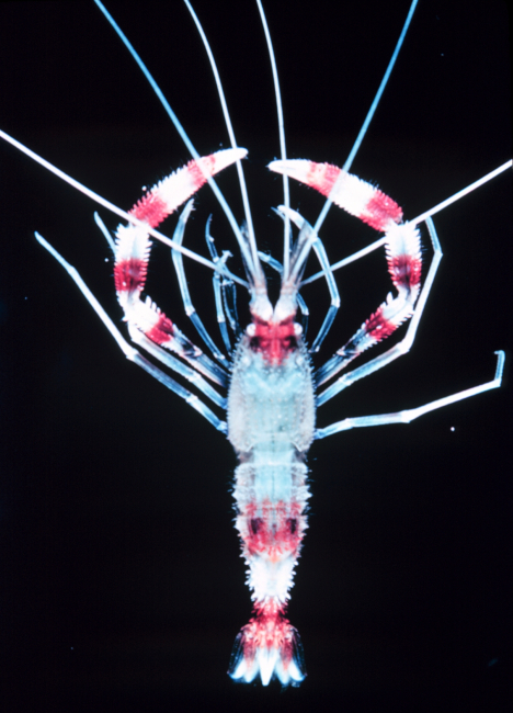 Stenopus hispidus -  banded cleaner shrimp
