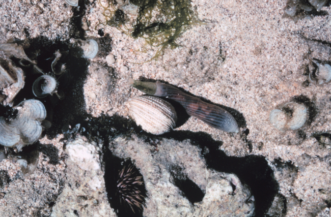 Sipunculid peanut worm and clam