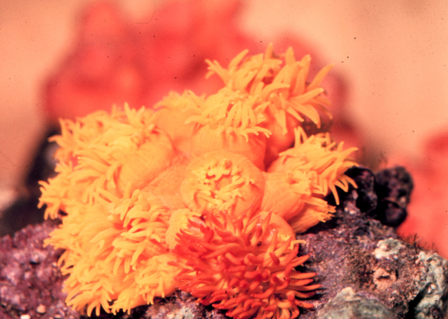 The ahermitic coral Dendrophyllia sp