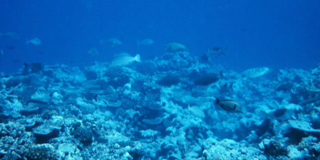 Reef scene with parrrotfish and surgeonfish
