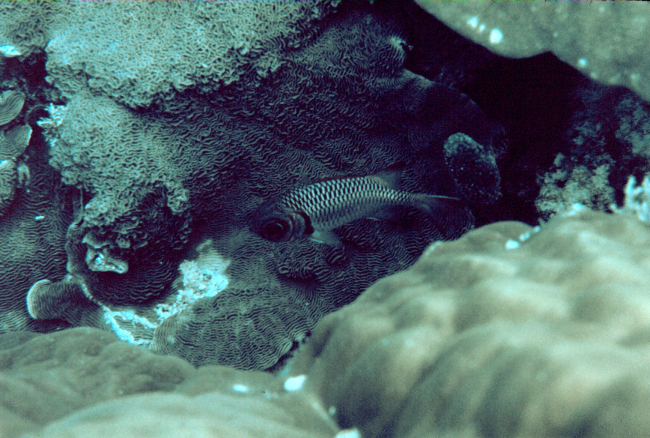Reef fish in coral