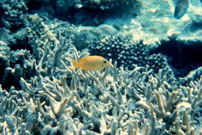 Yellow chromis and coral