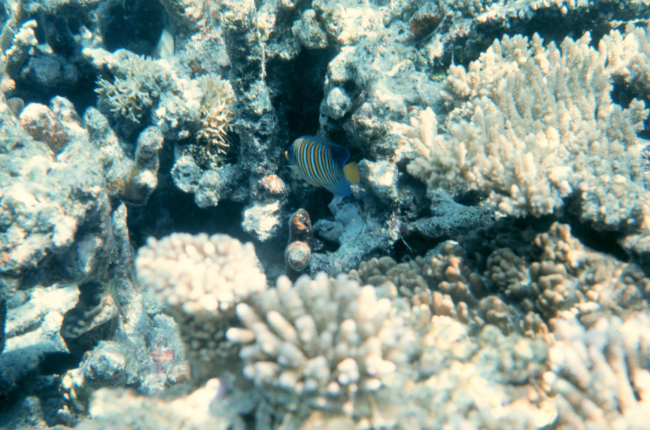Regal angelfish (Pygoplites diacanthus) and coral