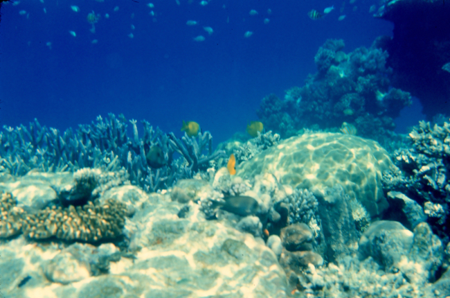 Reef fish and coral