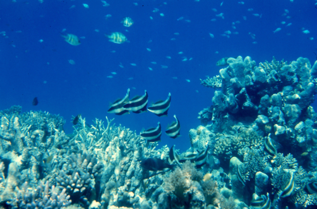 Pennantbannerfish (Heniochus chrysostomus)  and coral