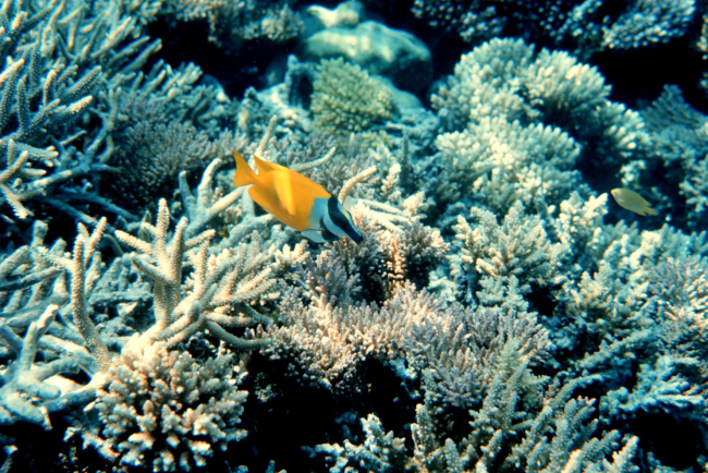 Foxface rabbitfish (Siganus vulpinus) and coral