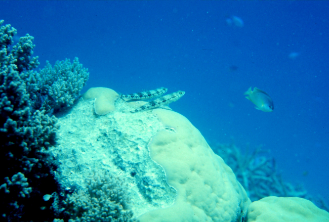 A lizardfish couple gazing at the surface wondering what is on the other side