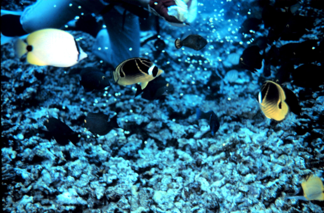 A lemon butterflyfish to the upper left and two raccoon butterflyfish