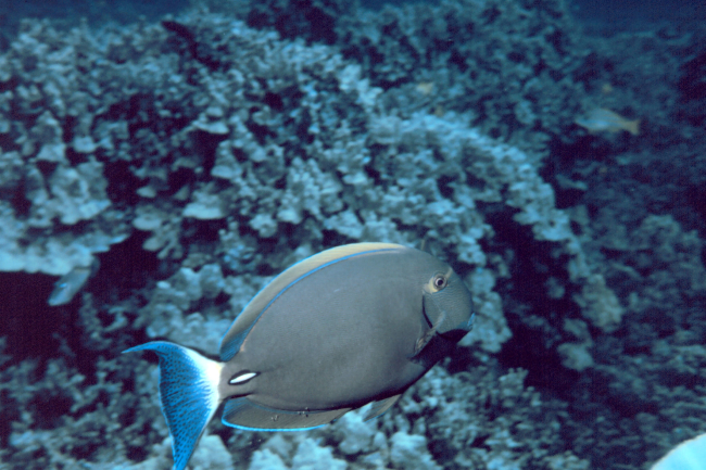 A yellowfin surgeonfish