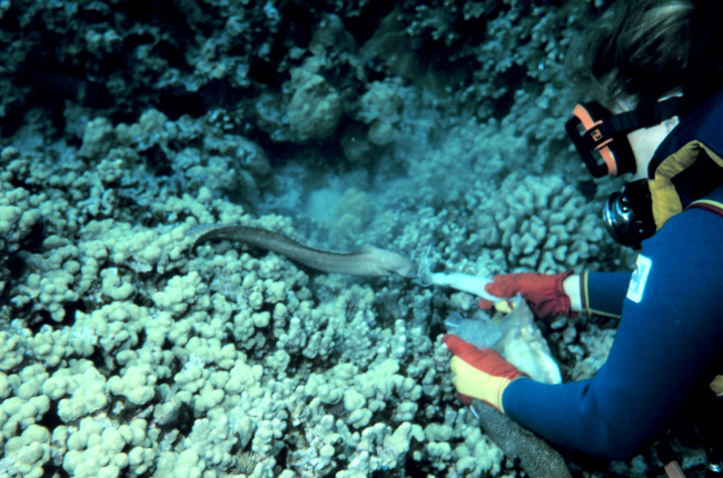 Diver feeding semi-tame moray eel