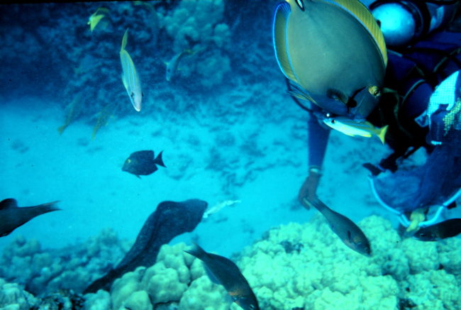 Diver feeding semi-tame moray eel with yellowfin surgeonfish obscuring diver'shead