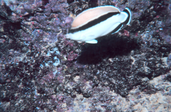 Bandit angelfish (Holacanthus arcuatus)