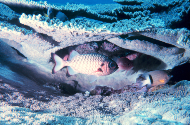 Bronze soldierfish (Myripristus adusta)  and Dick's damsel (Plectroglyphidodondickii) under coral