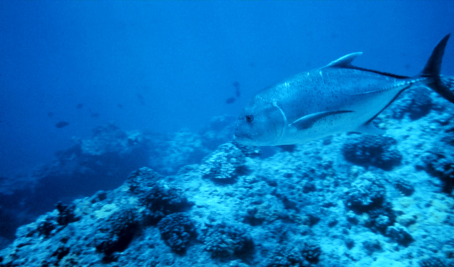 Ulua also known as bluefin trevally (Caranx melampygus)