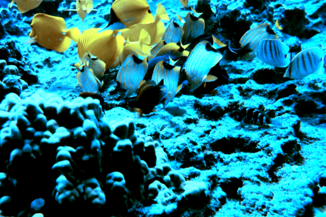 Beautiful assemblage of yellow tang and various butterfly fish and a few otherreef fish