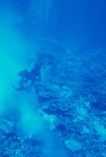 Diver near seafloor with murky disturbed waters