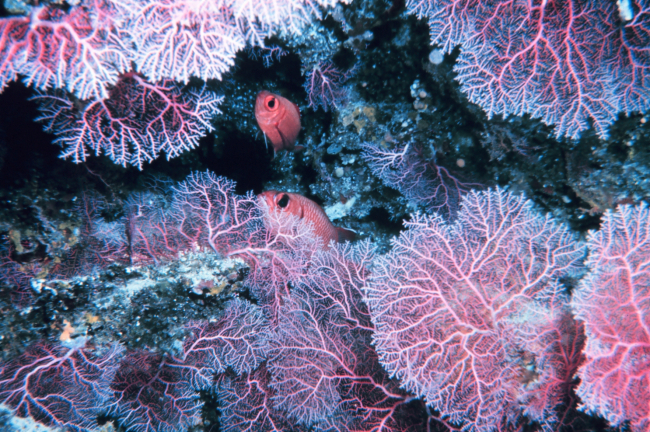 Soldierfish and a beautiful pink coral garden