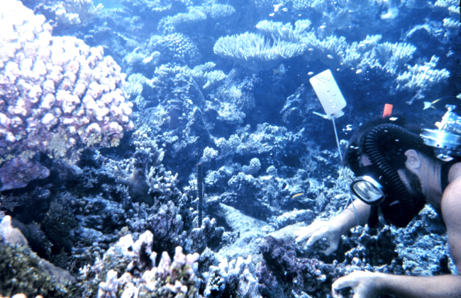 Scuba diver scientist inspecting corals prior to placing tag