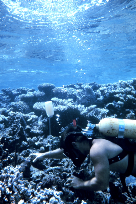 Scuba diving scientist inspecting corals