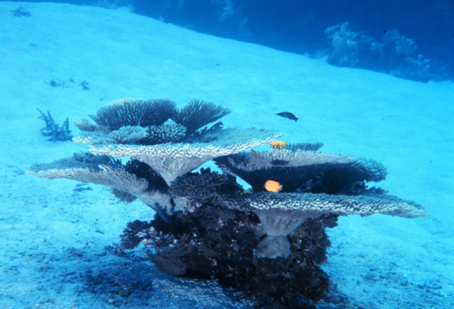 A solitary growth of coral providing habitat to reef fish
