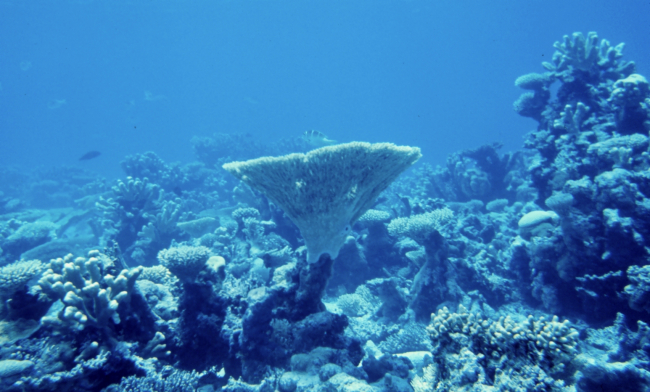 Multiple coral species in a small area