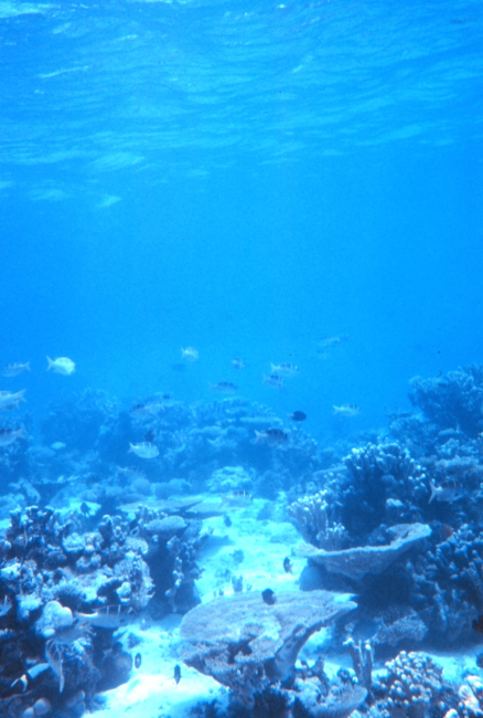Reef fish and coral